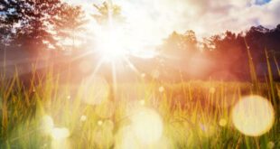 The Important Role of Sunlight In Nature
