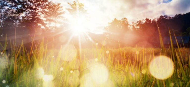 The Important Role of Sunlight In Nature