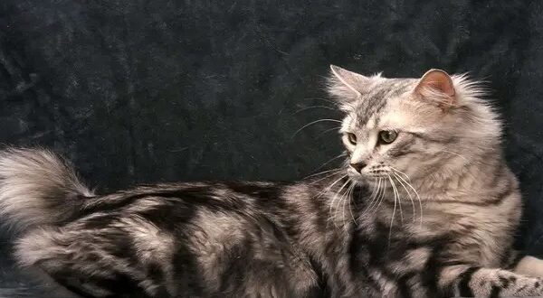 maine coon cost