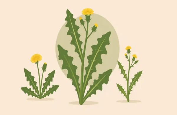 Wild Lettuce Look-Alikes: Why Dandelion and Sow Thistle Confuse Beginners Wild Lettuce Look
